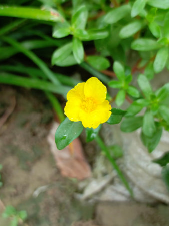 Portulaca oleracea flower in the garden, Thailand.の写真素材