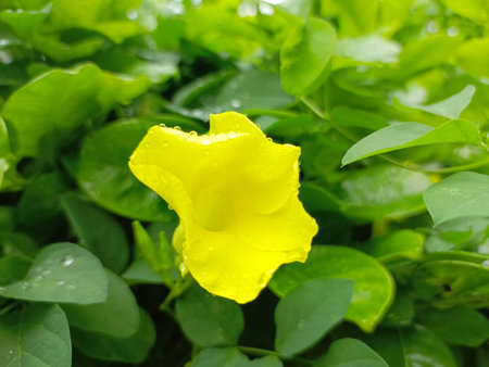 Yellow flower and green leaf in the garden. (Allamanda cathartica)の写真素材