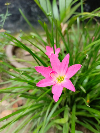 pink rain lily flower in the garden (Zephyranthes)の写真素材