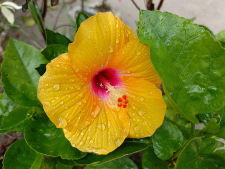 Yellow hibiscus flower with raindrops on the petalsの写真素材