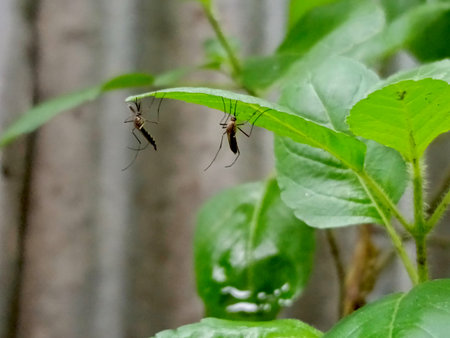 Mosquito on the leaf of a plant.の写真素材