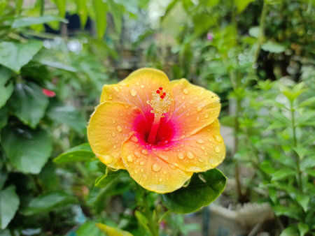 Yellow hibiscus flower with raindrops on the petalsの写真素材