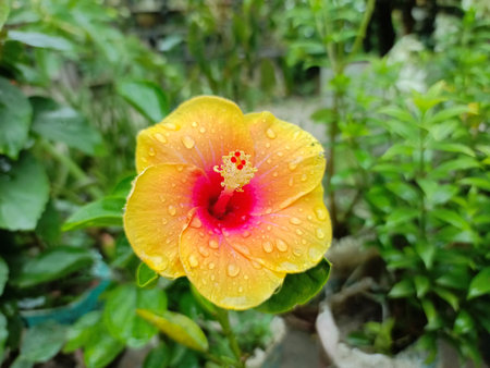 Yellow hibiscus flower with rain drops in the garden.の写真素材