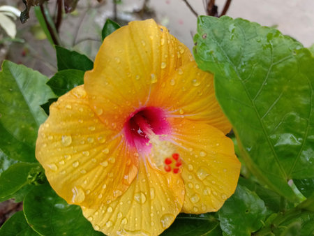 Yellow hibiscus flower with raindrops on the petalsの写真素材