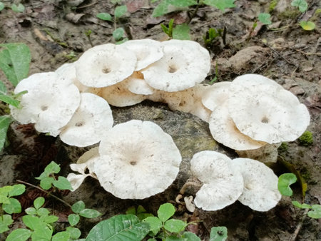 White mushrooms growing on the ground in the forest, close-upの写真素材