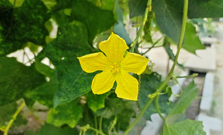 Cucumber plant with flower in the garden, Cucumis sativusの写真素材