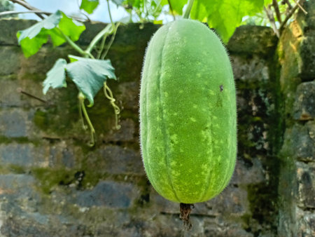 Cantaloupe melon growing on a tree in the gardenの写真素材