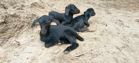 Cute black goats lying on the sand in the farm. Black goats.の写真素材