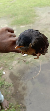 Bird in the hands of a man. Selective focus. nature.の写真素材