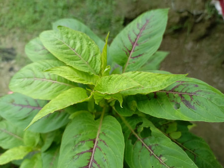 Leaves of amaranth plant, Amaranthus ruberの写真素材