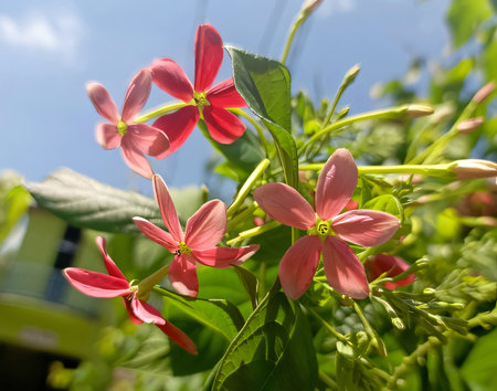 Rangoon creeper or Combretum indicum flowerの写真素材