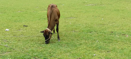 cow eating grass on the meadow in the village of thailandの写真素材