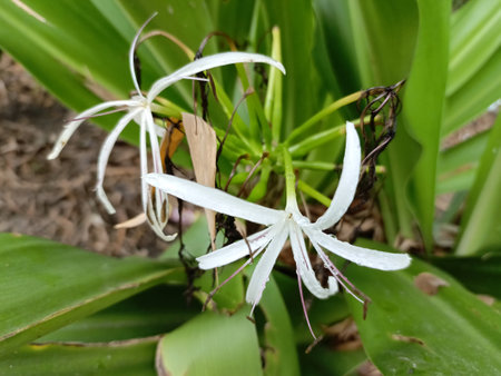 Lily of the valley (Crinum lanceolatum)の写真素材