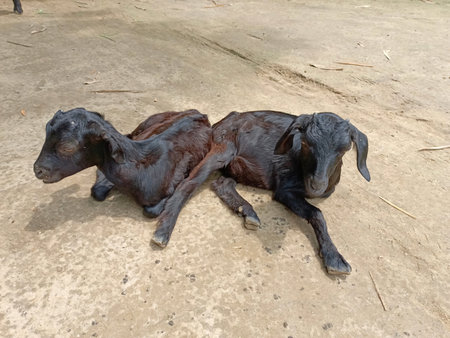 Black goat lying on the ground in the farm. Animal husbandry.の写真素材