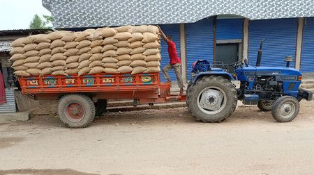 Agricultural tractor with sacks of cereals on a farm.の写真素材