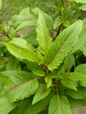 Close up of green leaves of amaranth in the garden.の写真素材
