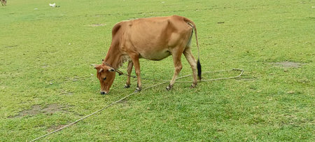 Cow eating grass in the meadow at sunny day, Thailand.の写真素材