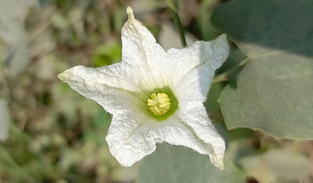Flower of a white gourd (Coccinia grandis)の写真素材