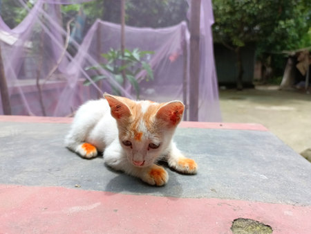 Cute cat sitting on the floor in the garden, Thailand.の写真素材