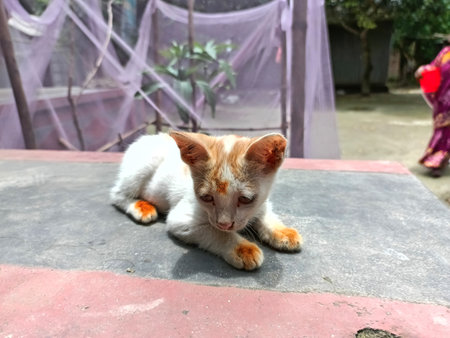 Cute cat sitting on the floor in the public park, Bangkok, Thailandの写真素材