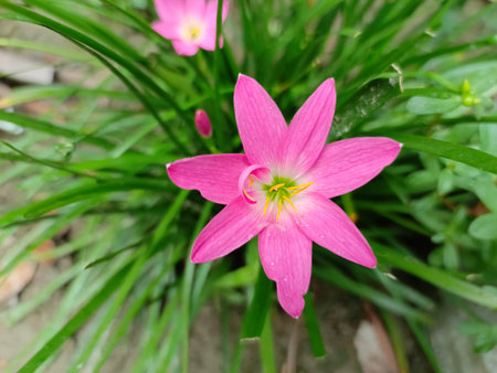 pink zephyranthes lily flower in the gardenの写真素材