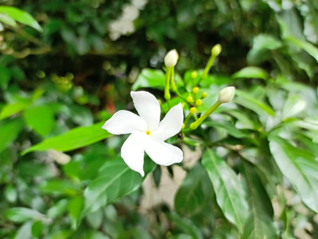 White Jasmine flower in the garden (Jasminum indicum)の写真素材