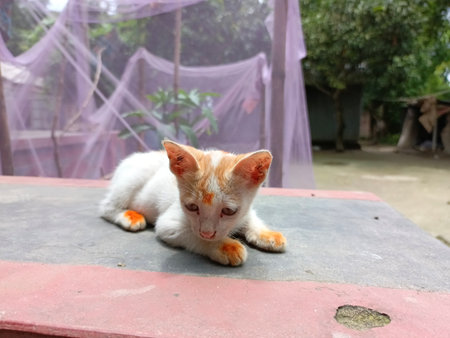 Cute cat lying on the floor in the garden, Thailand.の写真素材