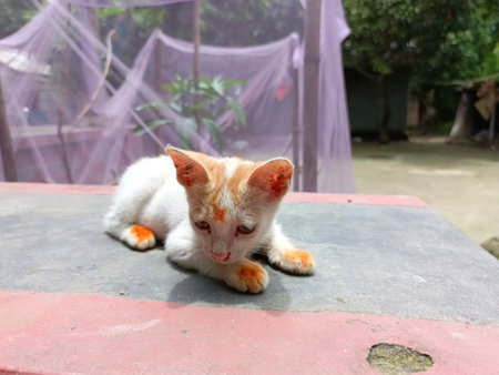 Cute little cat on the floor in the garden, Thailand.の写真素材
