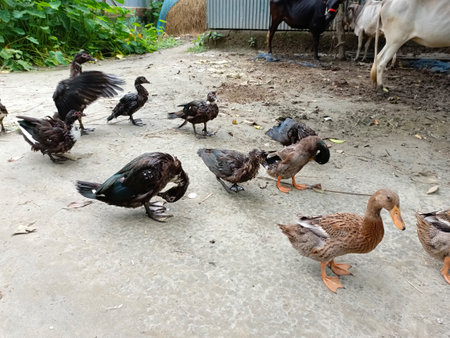 Group of ducks walking on the ground in the farm. Farm animals.の写真素材