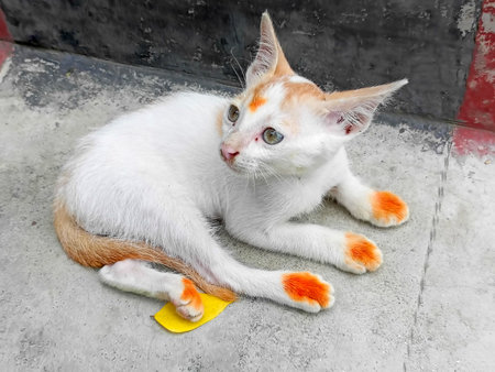 Cute white cat with orange eyes on the floorの写真素材