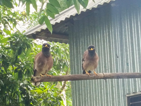 Two birds on a perch on a sunny dayの写真素材