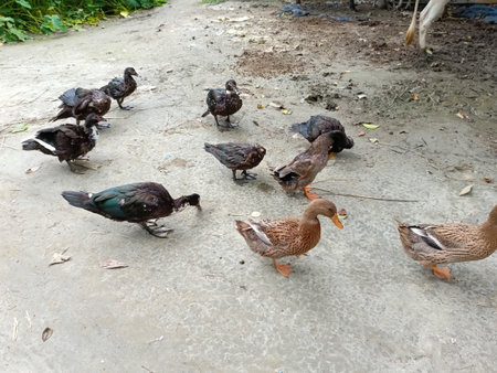Group of ducks on the street in the park. Close-upの写真素材
