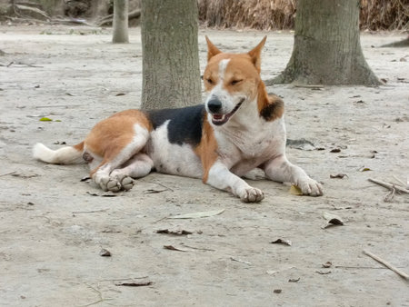 The dog is lying on the ground in the park and looking at the camera.の写真素材