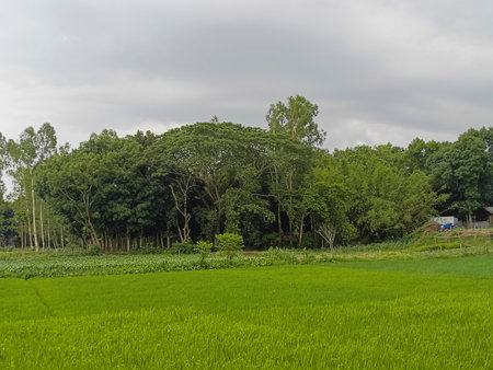 Green rice field in the countryside of Chiang Mai, Thailand.の写真素材