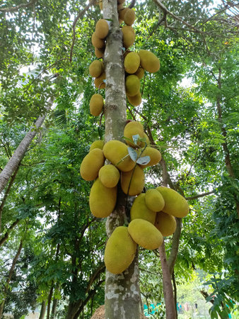 Jackfruit on tree in the garden, Thailand, South East Asiaの写真素材