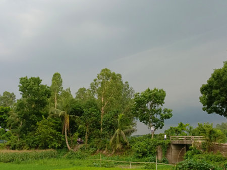 The rice fields in the north of Thailand, in the rainy season.の写真素材
