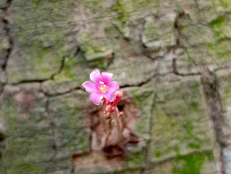Orchid flower on the tree in the garden,Thailand.の写真素材