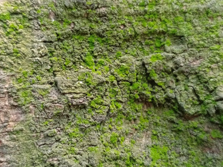 Green moss on the bark of an old tree. Natural background.の写真素材