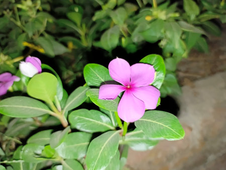 Pink Periwinkle flower with green leaves in the garden background.の写真素材