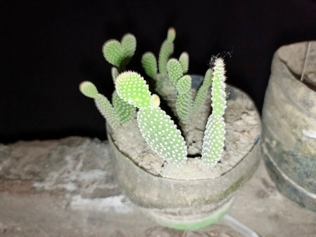 Cactus in a pot on the black background, closeup of photoの写真素材