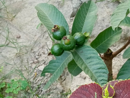 Green guava fruits on the tree in the garden. Psidium guajava.の写真素材