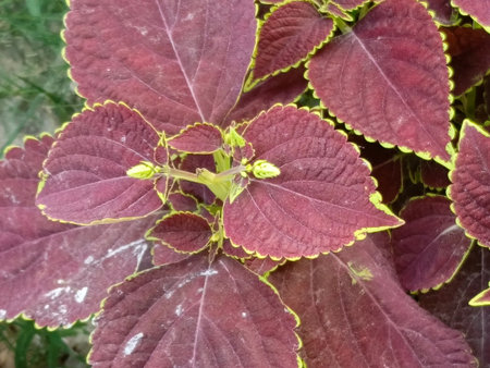 Close up of coleus plant (Plectranthus scutellarioides)の写真素材