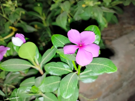 Periwinkle flower, Madagascar periwinkle, Catharanthus roseusの写真素材