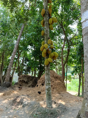 Jackfruits on the tree in the garden,Thailand.の写真素材
