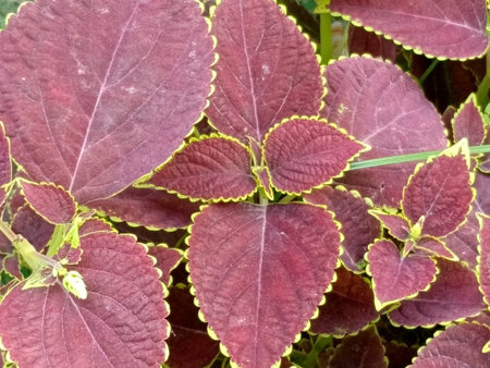 Close up of red coleus plant leaves in the garden.
