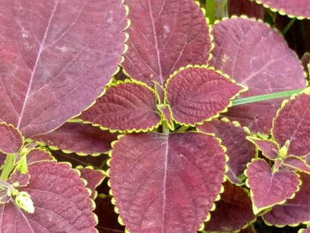 Close up of coleus plant leaves, Plectranthus scutellarioidesの写真素材