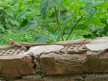 Lizard on a brick wall in the garden. Lizard on a brick wall.の写真素材