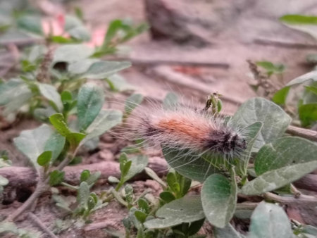 Caterpillar on the grass in the garden. Close up.の写真素材