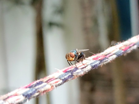 Fly on a rope in the garden. Shallow depth of field.の写真素材