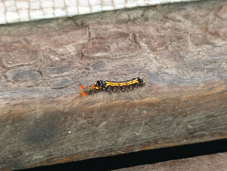 Caterpillar on a wooden background, close-up, macroの写真素材
